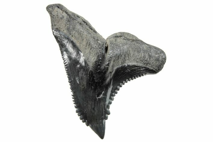 Snaggletooth Shark (Hemipristis) Tooth - South Carolina #270019